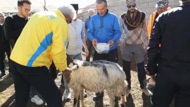 آیین «قوچ قاتما» از آیینهای کهن استان آذربایجان غربی برگزار شد