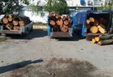 سردسته اصلی قاچاق چوب استان آذربایجان غربی در بوکان دستگیر شد