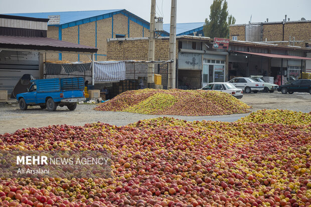 ۱۷ هزار تن سیب صنعتی امسال از باغداران آذربایجان غربی خریداری شد